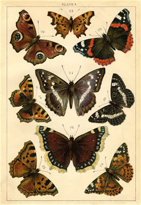 instant art printable antique butterflies  moths  graphics fairy