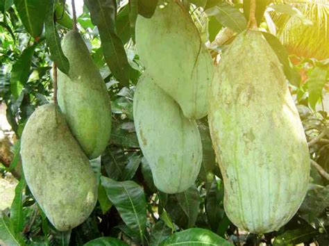 Cara Menanam Mangga Mahatir - Kampus Tani