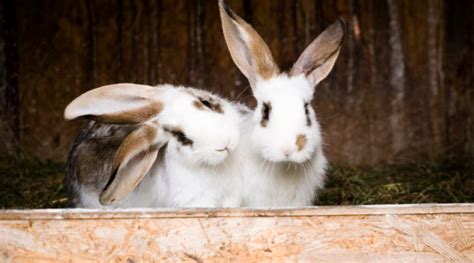 A Beginners Guide To Bonding Rabbits From Start To Finish Usa Rabbit