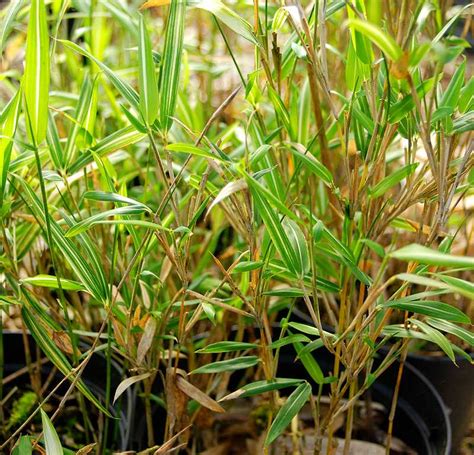 As japan prepares to mark the 70th anniversary of the first nuclear attack in history, tsuboi and tens of thousands of other hibakusha (atomic. Plantes Oasis : Pleioblastus shibuyanus tsuboi ...