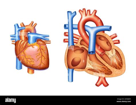 Ilustración Del Corazón Y Su Vascularización Corte Transversal De Un