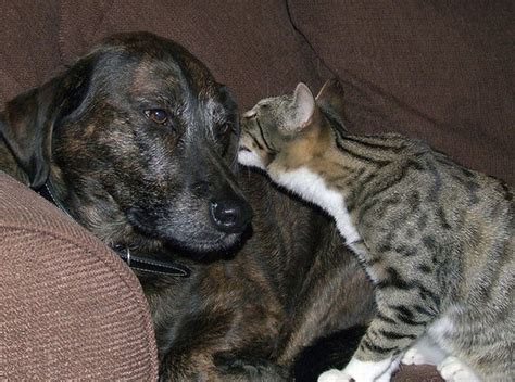 Funny Cats And Dogs Whispering In Ear 16 Pics