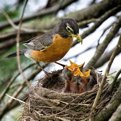 When You Should—and Should Not—rescue Baby Birds Audubon
