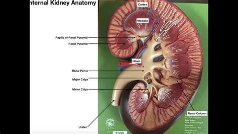 Internal Anatomy Of The Kidney And Urine Transport Youtube