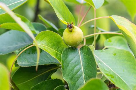 Small Green Fruit Of A Pear Tree Grows In The Garden Stock Image
