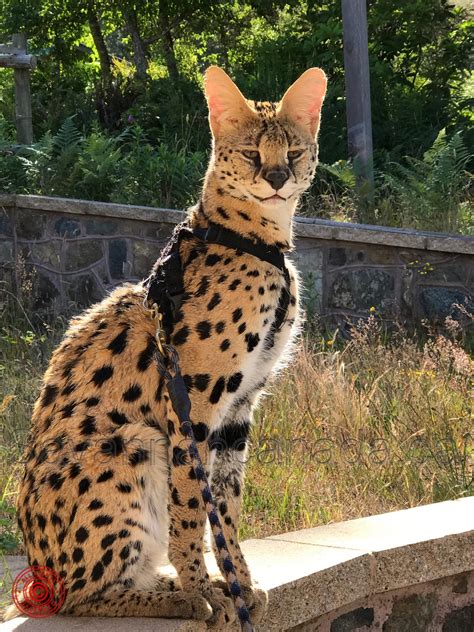 He wants to explore and learn all about his world around him, he's already very curious about people and enjoys. Savannah Cats Canada