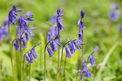 Bluebell Flower Meaning And Symbolism Of Each Color And Uses Growingvale