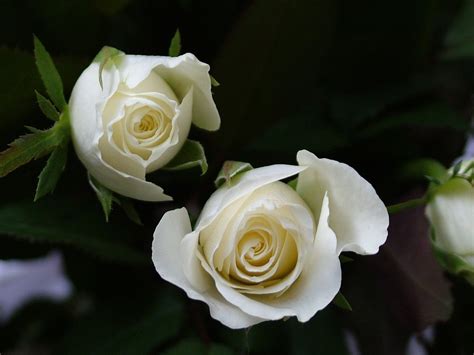 2 White Rose Free Stock Photo Freeimages