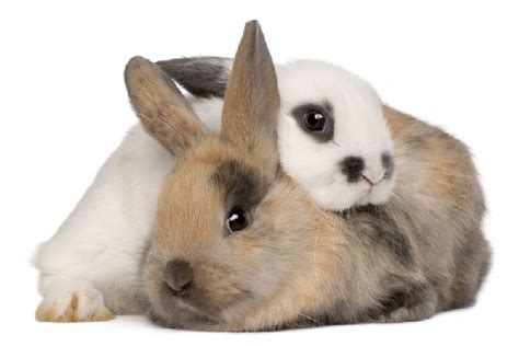 ¿cómo Es Un Conejo Como Mascota Cuidados Y Consejos