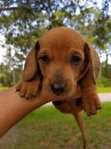 Looking for a dachshund puppy or dog in florida? Dachshund Puppies For Sale | Venice, FL #278697 | Petzlover