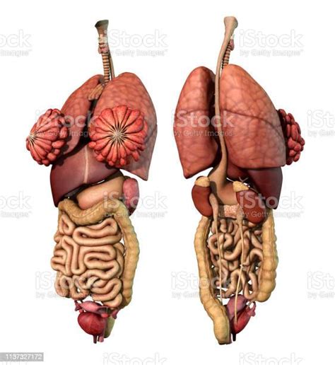 Internal Organs Adult Female Front And Back View Stock Photo Download