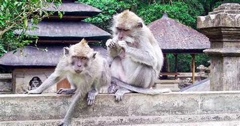 We did not find results for: Harga Tiket Masuk Alas Kedaton Tabanan Bali Terbaru 2021