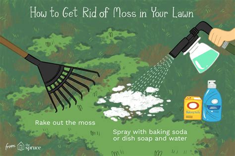How Dish Soap Can Kill Unwanted Moss In Your Lawn