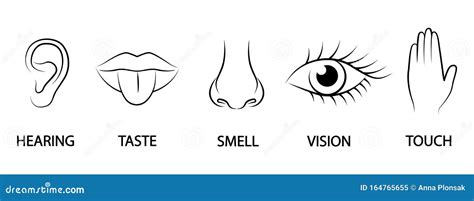 A Set Of Five Human Senses Ear Mouth Nose Eye Hand Hearing Taste