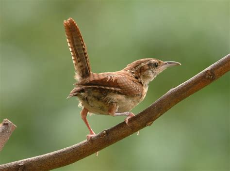 It is likely that the bird was picked up at the port of. Carolina Wren | The Life of Animals