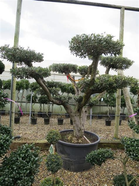See more ideas about cloud pruning, garden design, beautiful gardens. Olive Cloud Pruned | Cloud pruning, Plants