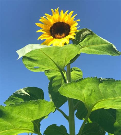 American Giant Sunflower John Scheepers Kitchen Garden Seeds