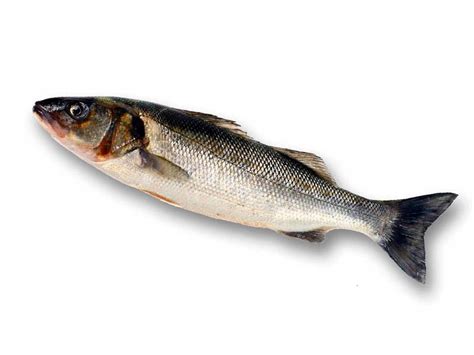 La lubina representa el plato principal, preparada según la costumbre de cada región, pero según la tradición se presenta con costra de sal y asada en el horno. Lubina - Pescados y Mariscos Rodolfo, S.A.