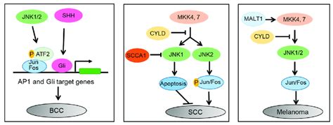 Differential Roles Of Jnk1 And Jnk2 In Skin Cancers In Bcc Jnk12