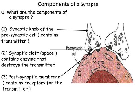 Ppt Physiology Of Synapses Powerpoint Presentation Free Download