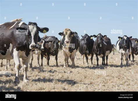 Domestic Cattle Holstein Friesian Bull And Dry Cows Herd Standing In