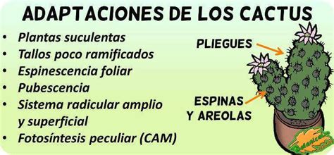 Me pregunto porque la rosa debe ser la amante y el cactus tu esposa. Ejemplos De Adaptaciones Relacionadas Con La Nutricion ...