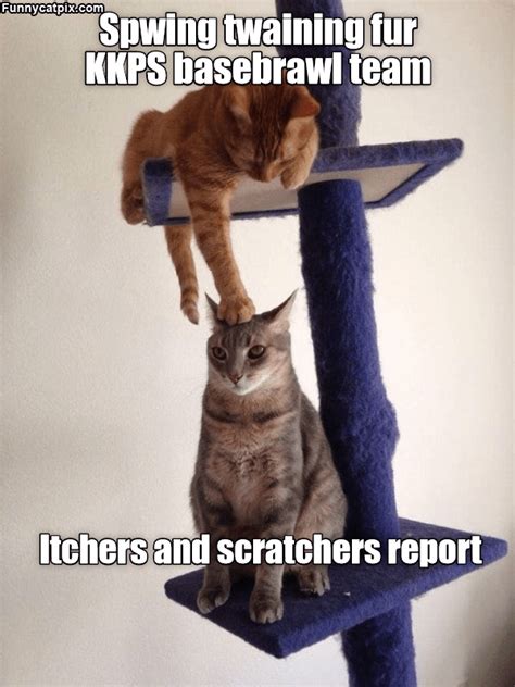 Spring weather kattwilliams funniest15seconds from @laugh.at.my.pain. First sign of Spring in 2020 | Funny cat memes, Silly cats, Cat memes