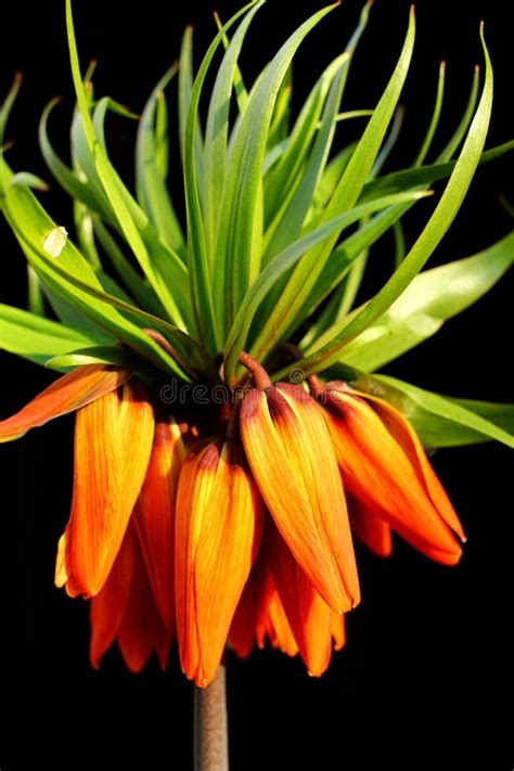 Fritillaria Imperialis Close Up Of A Black Background Stock Image