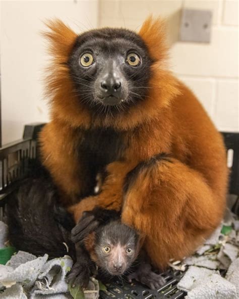 Critically Endangered Red Ruffed Lemur Born At Nashville Zoo