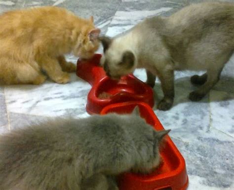 Kucing Utara: Pilihan Jadual memberi Makan kucing