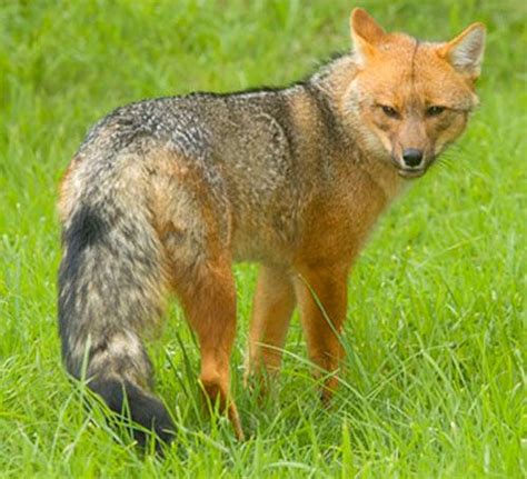Culpeo Fox Fox Species Wild Dogs Wolf Dog