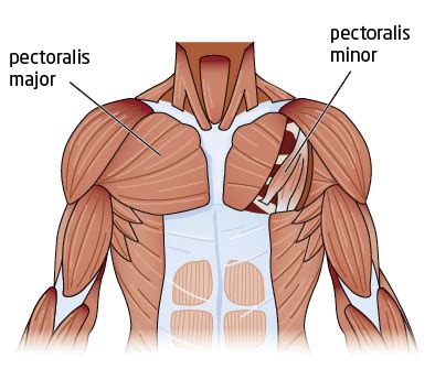 Related posts of chest muscles diagram. UberExercise -- Galvanize Fresh Upper Body Growth With The ...