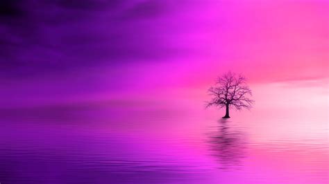 Tree Pink Horizon Lonely 4k Hd Wallpapers Hd Wallpapers Id 32192