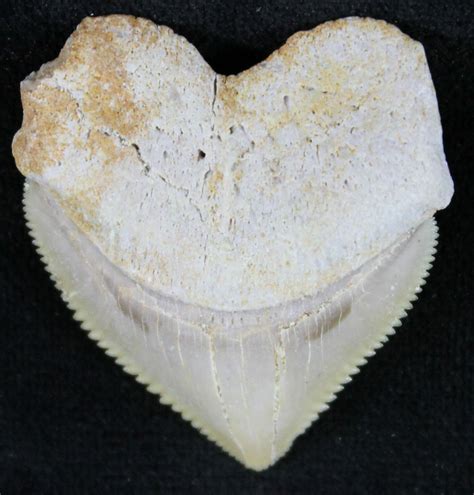 Nice Squalicorax Crow Shark Fossil Tooth For Sale 24141