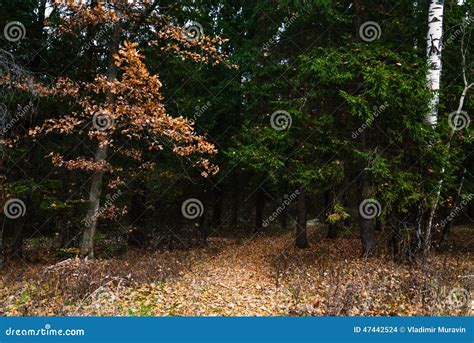 Late Autumn In Pine Forest Leaf Litter Stock Photo Image Of Path