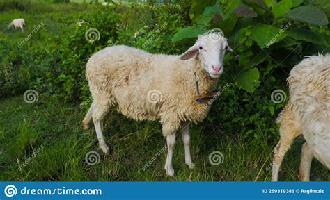 Sheep Or Domestic Sheep And X28ovis Ariesand X29 Are Domesticated