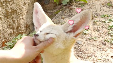 사막여우 특식먹고 마구마구 예뻐하는 영상🐾 L A Cute Fennec Fox Is Eating A Snack L 문닫힌 동물원