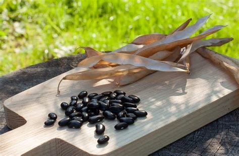 Growing Black Beans Your Complete How To Guide Charmainelago
