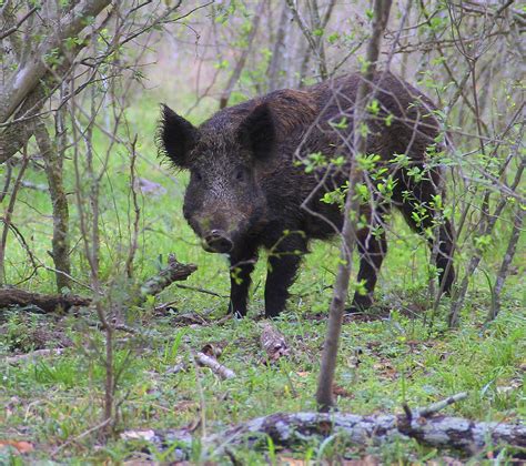 Texas Golf Courses See 13m In Damage From Feral Hogs Each Year