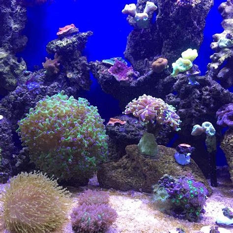 Reeftank