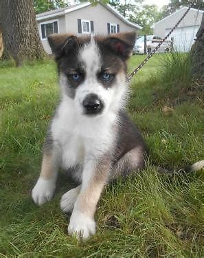 Why buy a puppy for sale if you can adopt and save a life? Adorable Huskita Puppies. for Sale in Brighton, Michigan ...