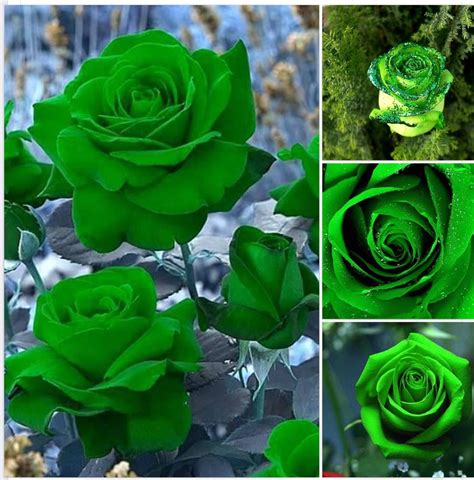 Green Roses Are Shown In Four Different Pictures