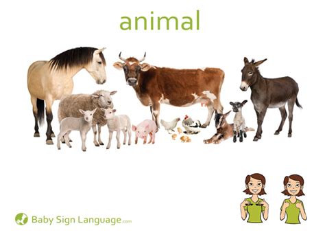 Animal