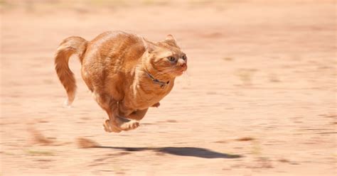 The posting says that expert speculation has finally revealed a very scientific reason why some cats might bolt out of their litter boxes after. Why Do Cats Go Crazy After Pooping?: Some Possible Reasons ...