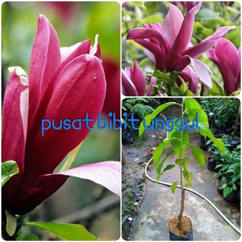 Mitos dibalik harumnya bunga cempaka putih (bunga kantil). Jual bibit bunga kantil merah super di lapak pusat bibit ...