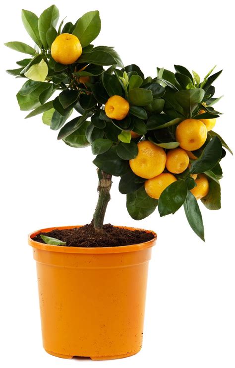Orange Tree Container Care Can You Grow Oranges In A Pot With Images