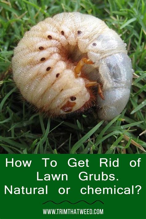 How To Get Rid Of Lawn Grubs Natural Or Chemical Lawn Nature Grubs