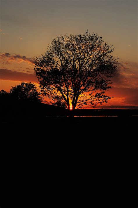 Baum Natur Sonnenuntergang Kostenloses Foto Auf Pixabay Pixabay