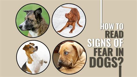 How To Easily Identify Signs Of Fear In Dogs Petmoo