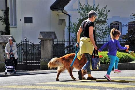 Feb 13, 2019 · the downtime before running depends on how much you've eaten and your digestive system, according to livestron, which offers this general rule: How Long Should I Wait to Take My Dog Out After Eating? It ...